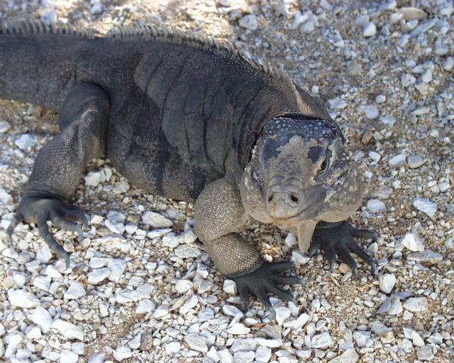 iguana 4.jpg
