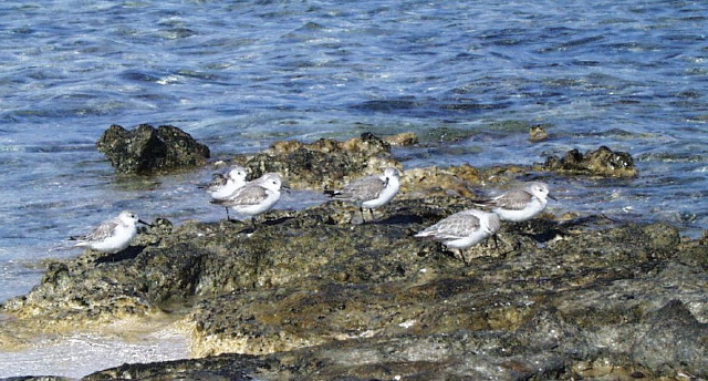 flock of shorebirds.jpg