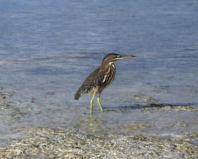 green heron 3.jpg