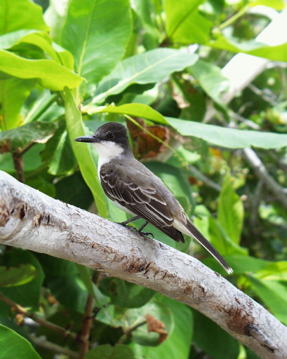 logerhead king bird5.jpg