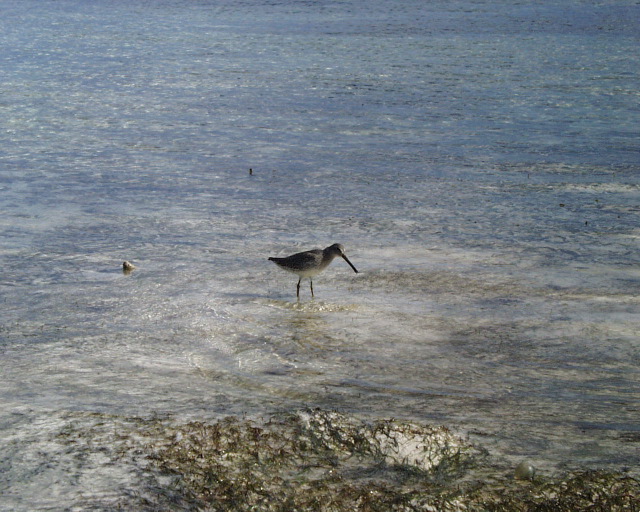 shorebird.jpg